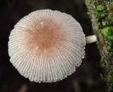 Pluteus longistriatus image