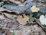 Polyporus leptocephalus image