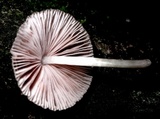 Pluteus longistriatus image