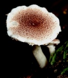 Ripartitella brasiliensis image