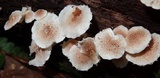 Ripartitella brasiliensis image