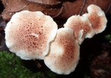 Ripartitella brasiliensis image