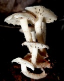 Ripartitella brasiliensis image