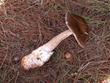 Amanita pachycolea image