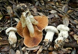 Cortinarius niveoglobosus image