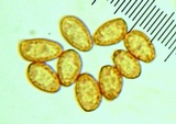 Cortinarius niveoglobosus image