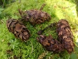 Ciboria rufofusca image
