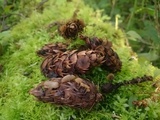 Ciboria rufofusca image