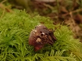 Ciboria rufofusca image
