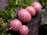 Lycogala epidendrum image