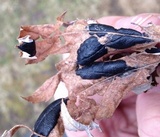 Rhytisma americanum image