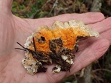 Hypomyces aurantius image