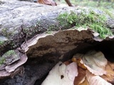 Fuscocerrena portoricensis image