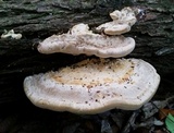 Trametes cubensis image