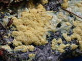 Fuligo septica image