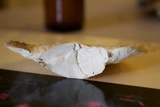 Trametes cubensis image