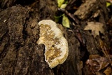 Trametes cubensis image