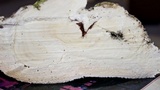 Trametes cubensis image
