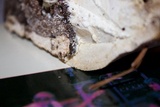 Trametes cubensis image