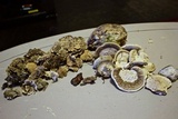 Trametes cubensis image