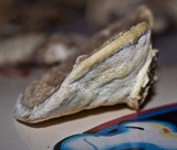 Trametes cubensis image