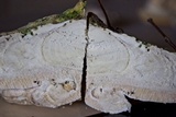 Trametes cubensis image
