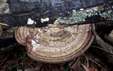 Trametes cubensis image