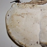 Trametes cubensis image