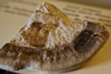 Trametes cubensis image