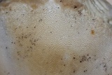 Trametes cubensis image