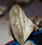 Trametes cubensis image