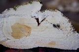 Trametes cubensis image