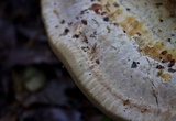 Trametes cubensis image