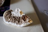Trametes cubensis image