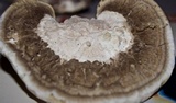 Trametes cubensis image