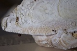 Trametes cubensis image