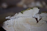 Trametes cubensis image