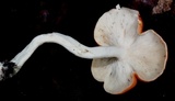 Leucopaxillus gracillimus image