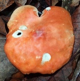 Leucopaxillus gracillimus image