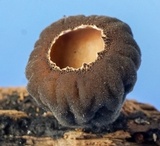 Galiella rufa image