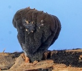 Galiella rufa image
