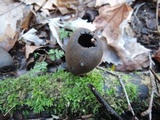 Urnula craterium image