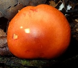 Leucopaxillus gracillimus image