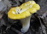 Cantharellus phasmatis image