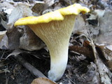 Cantharellus phasmatis image