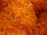 Hypomyces aurantius image