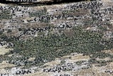 Lecidella euphorea image