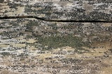Lecidella euphorea image