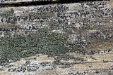 Lecidella euphorea image