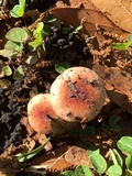 Russula pectinatoides image